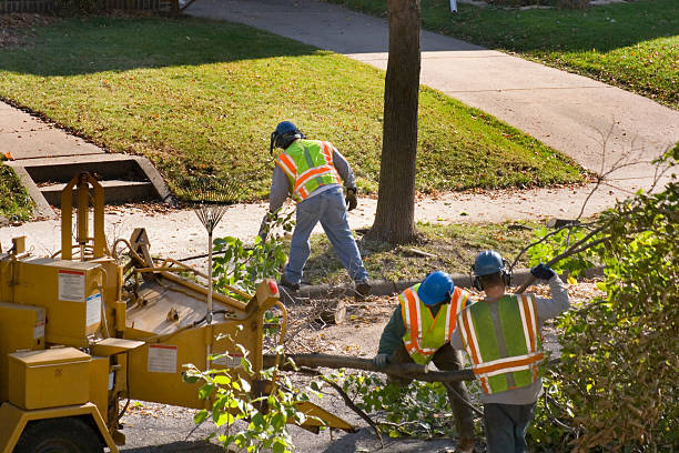 Lemon Grove, CA Tree Removal and Landscaping Services Company